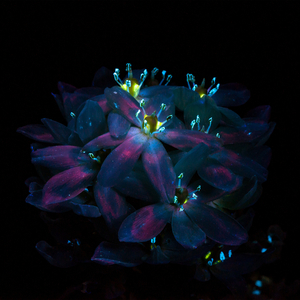 猛男日少女的图片
